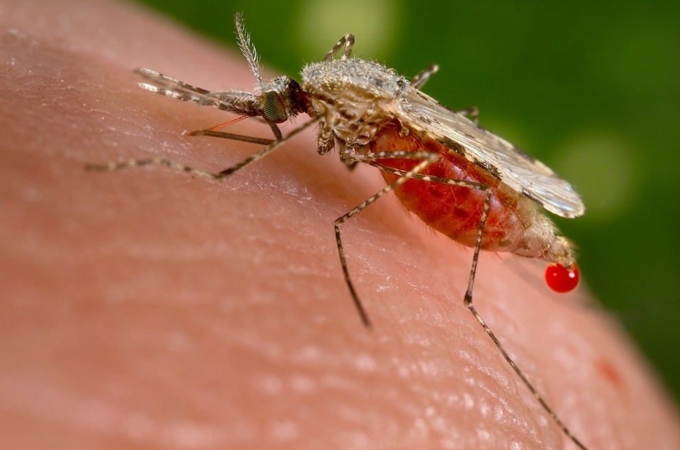 Sri Lanka inn aneikaves malaria fenijje