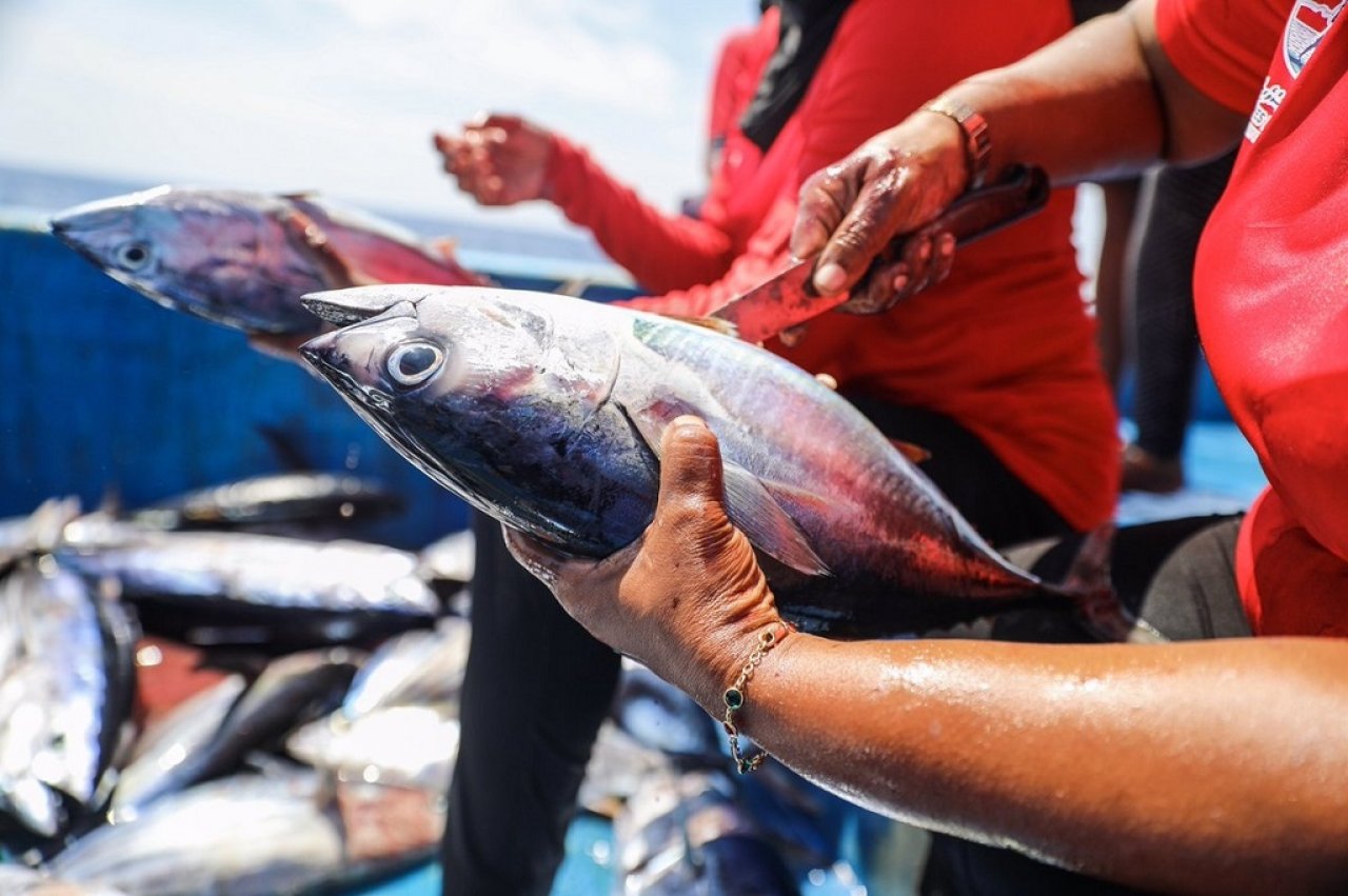 ބީއެމްއެލް އަންހެން ސްޓާފުން މަސްވެރިކަމަށް