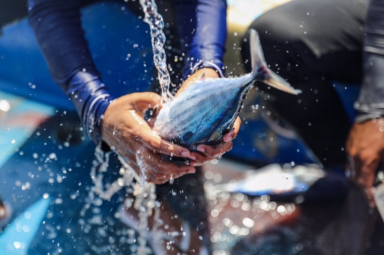 ބީއެމްއެލް އަންހެން ސްޓާފުން މަސްވެރިކަމަށް