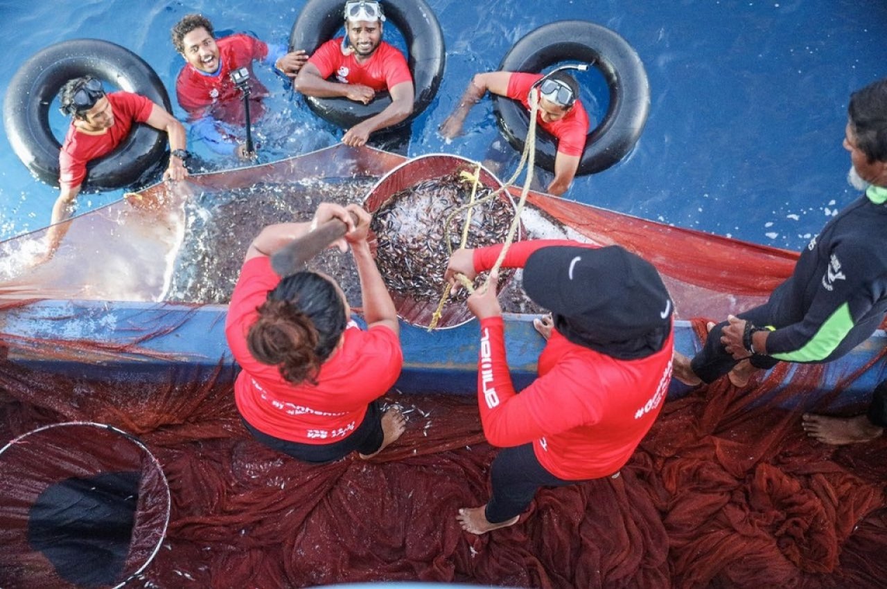 ބީއެމްއެލް އަންހެން ސްޓާފުން މަސްވެރިކަމަށް