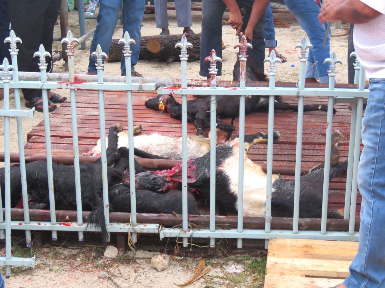 އީދުގައި މާލޭގައި އުޟުހިޔާ ކަތިލުން 