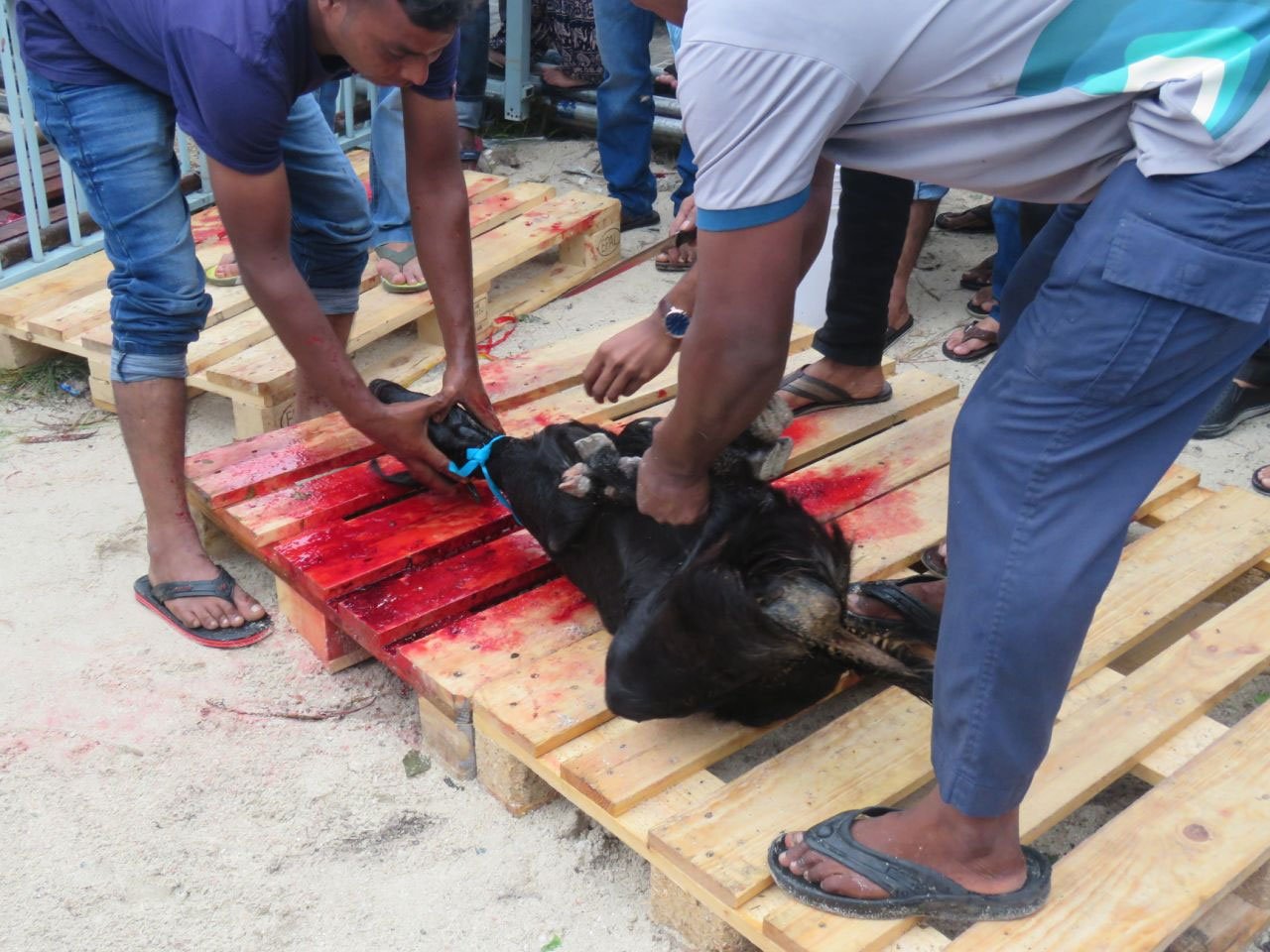 އީދުގައި މާލޭގައި އުޟުހިޔާ ކަތިލުން 