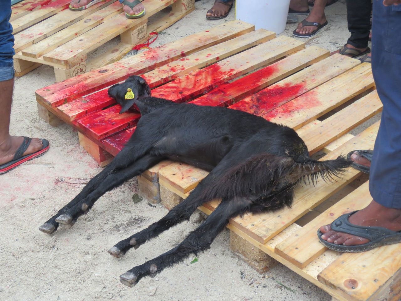 އީދުގައި މާލޭގައި އުޟުހިޔާ ކަތިލުން 