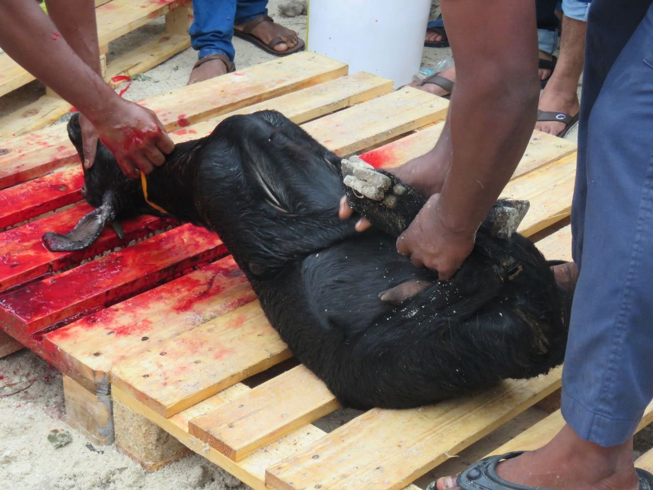 އީދުގައި މާލޭގައި އުޟުހިޔާ ކަތިލުން 