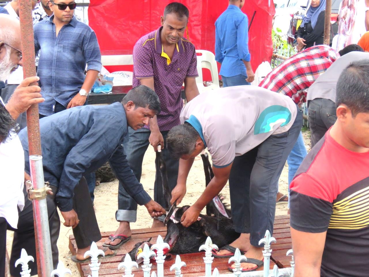 އީދުގައި މާލޭގައި އުޟުހިޔާ ކަތިލުން 