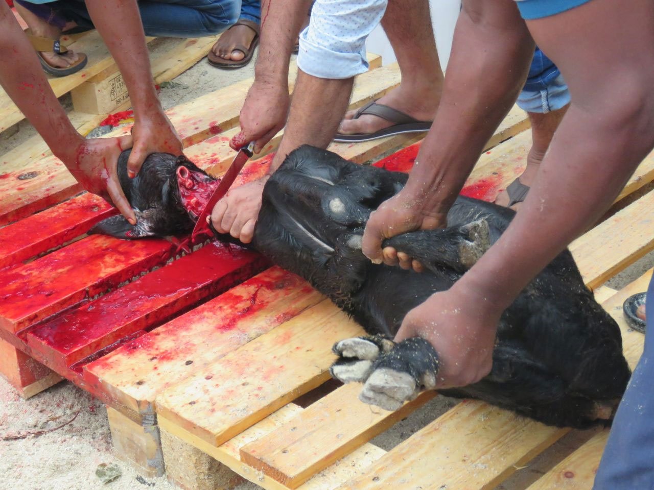 އީދުގައި މާލޭގައި އުޟުހިޔާ ކަތިލުން 