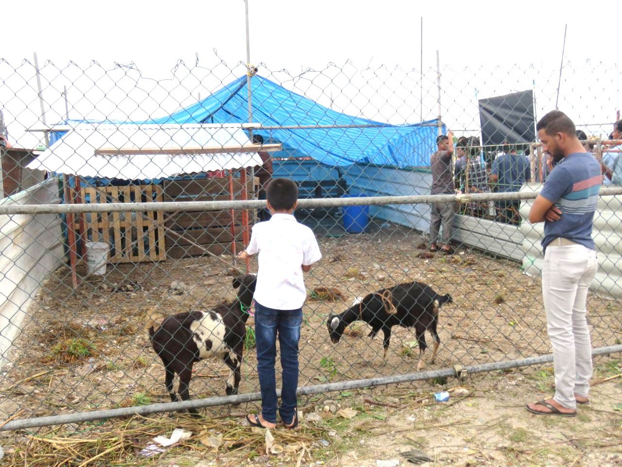 އީދުގައި މާލޭގައި އުޟުހިޔާ ކަތިލުން 