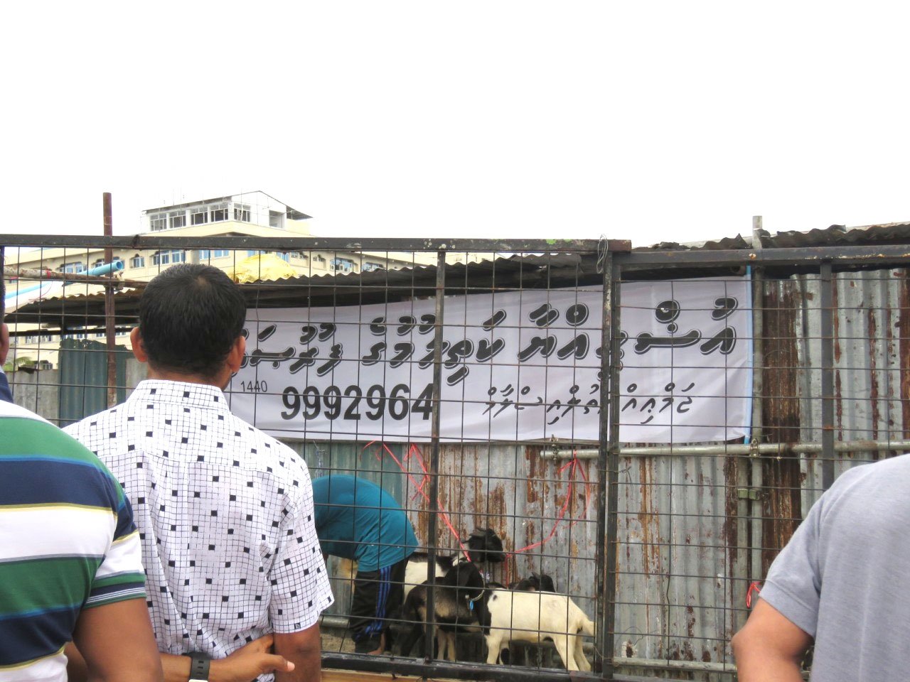 އީދުގައި މާލޭގައި އުޟުހިޔާ ކަތިލުން 