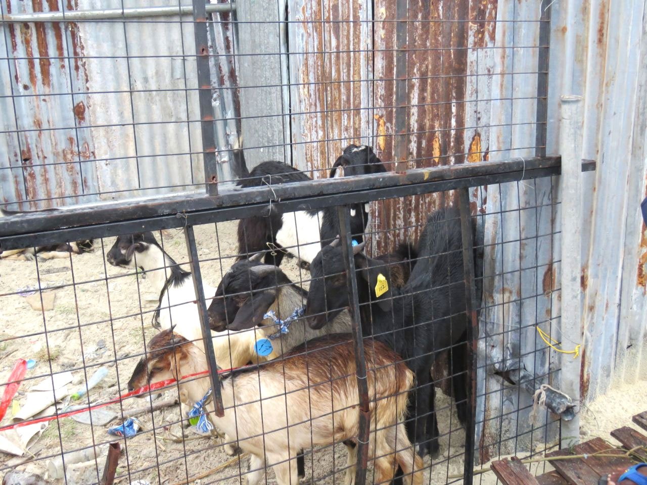 އީދުގައި މާލޭގައި އުޟުހިޔާ ކަތިލުން 