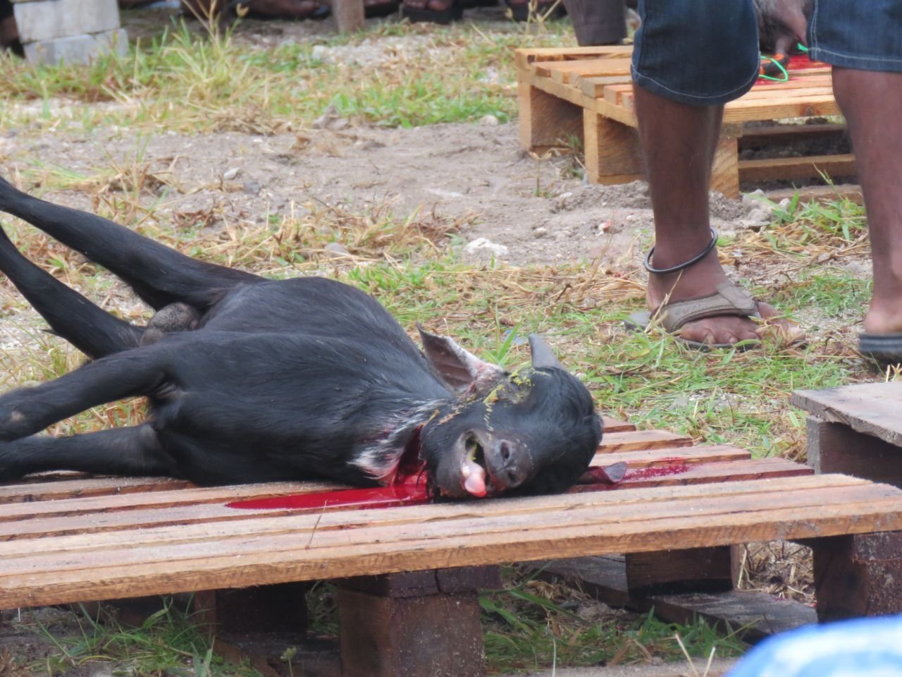 އީދުގައި މާލޭގައި އުޟުހިޔާ ކަތިލުން 