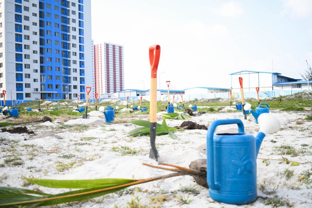 ޓްރެޝާ ދަ ޓްރީސް: ސައިރިކްސް ކޮލެޖުން ހުޅުމާލެ ފޭސް 2 ގައި ގަސް އިންދައިފި