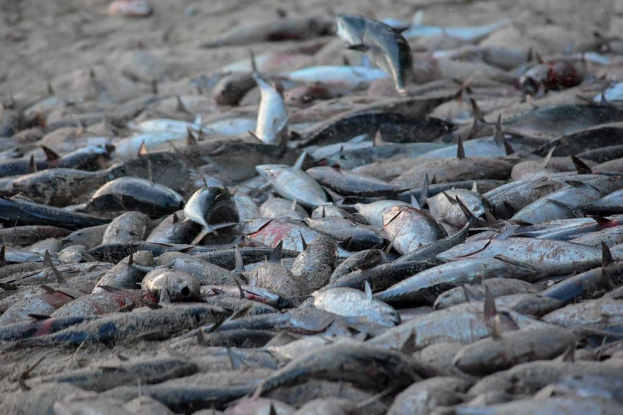 ތ. ބުރުންޏަށް ވަން ރާގޮނޑި އައިނަށް 4 ދުވަސް، މިއަދު 3700 ހިފި