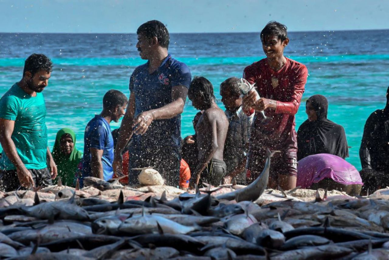 ތ. ބުރުންޏަށް ވަން ރާގޮނޑި އައިނަށް 4 ދުވަސް، މިއަދު 3700 ހިފި