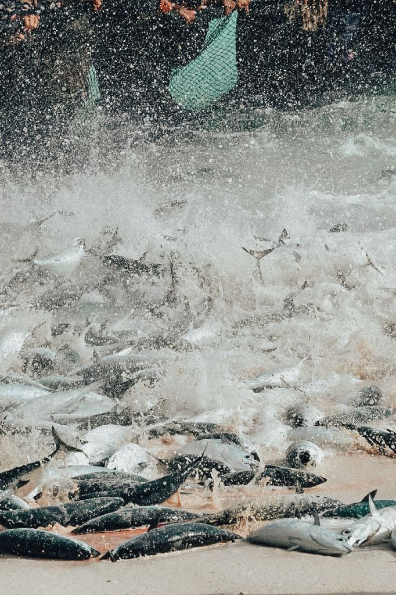 ތ. ބުރުންޏަށް ވަން ރާގޮނޑި އައިނަށް 4 ދުވަސް، މިއަދު 3700 ހިފި