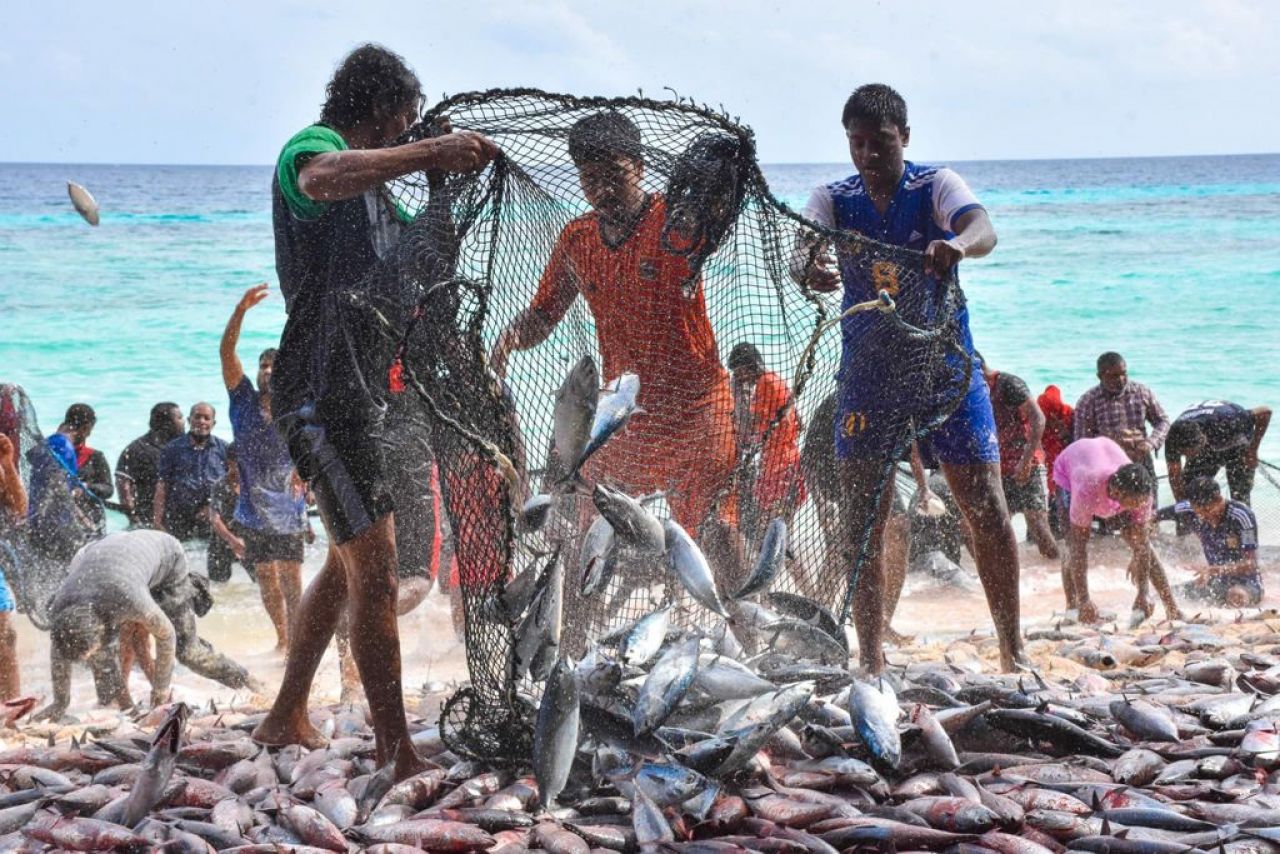 ތ. ބުރުންޏަށް ވަން ރާގޮނޑި އައިނަށް 4 ދުވަސް، މިއަދު 3700 ހިފި