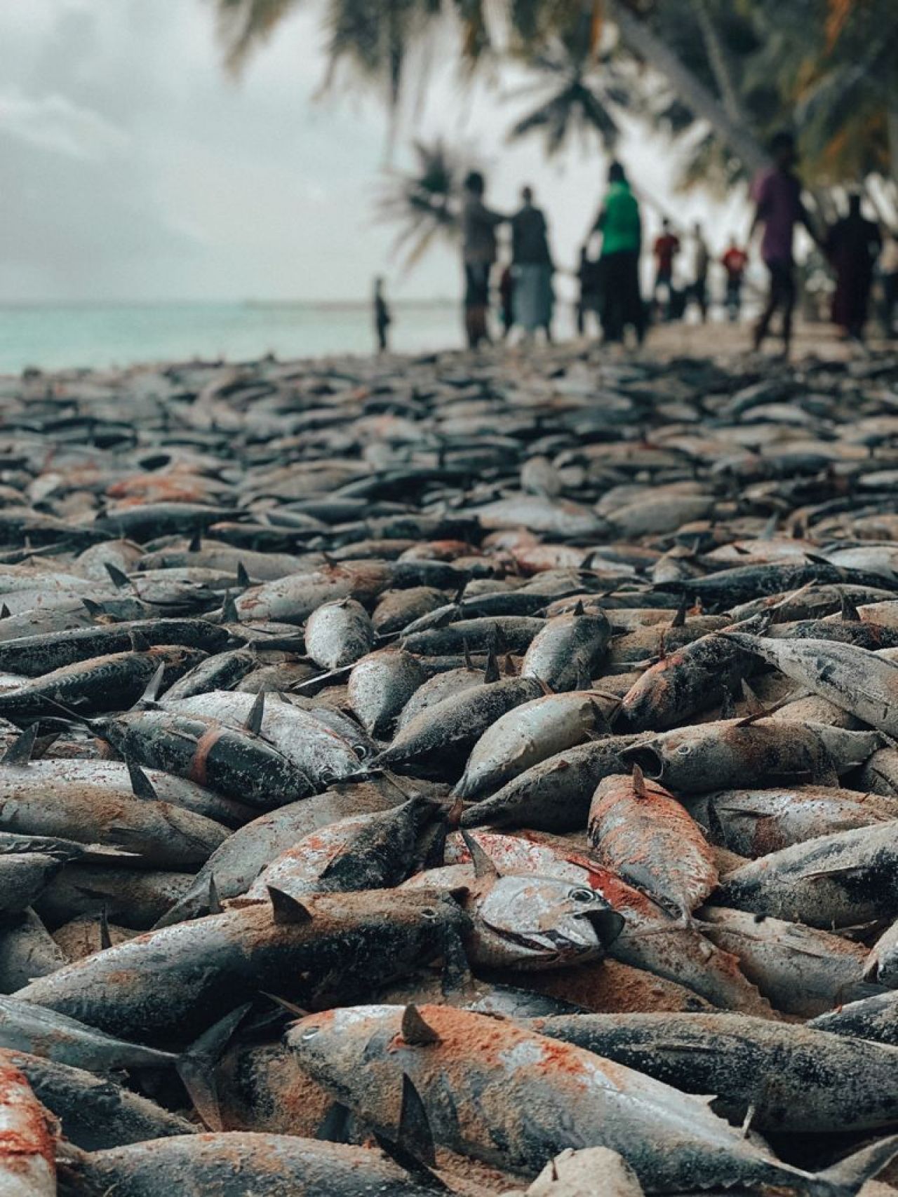 ތ. ބުރުންޏަށް ވަން ރާގޮނޑި އައިނަށް 4 ދުވަސް، މިއަދު 3700 ހިފި