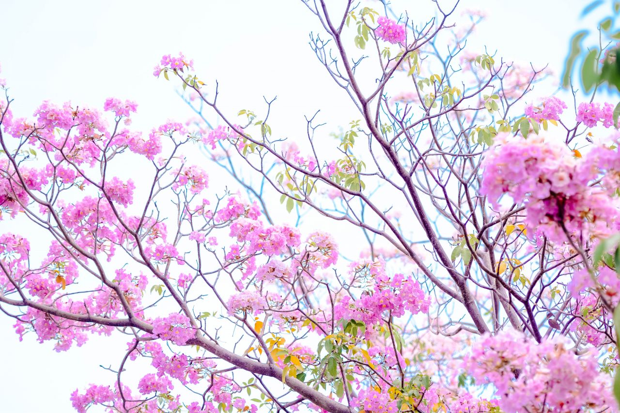 ބަހާރު މޫސުމުގެ ރީތިކަން ހުޅުމާލެއަށް