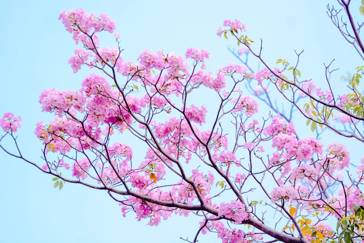 ބަހާރު މޫސުމުގެ ރީތިކަން ހުޅުމާލެއަށް