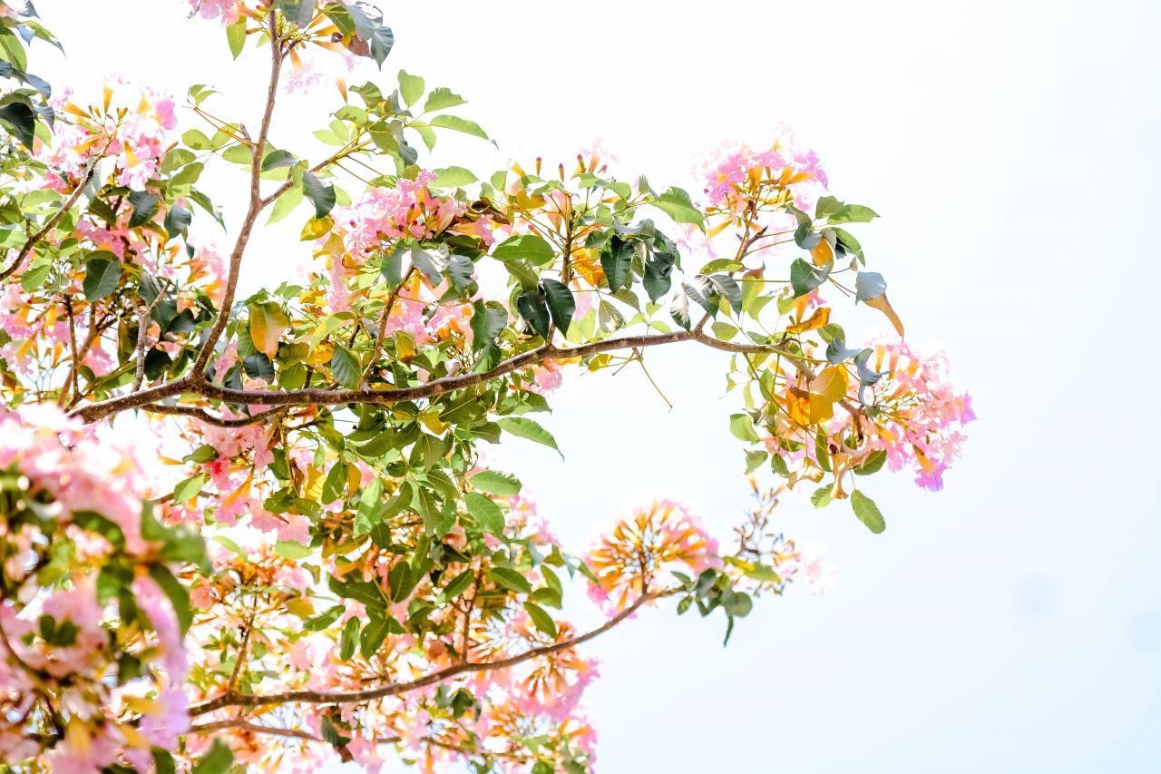 ބަހާރު މޫސުމުގެ ރީތިކަން ހުޅުމާލެއަށް