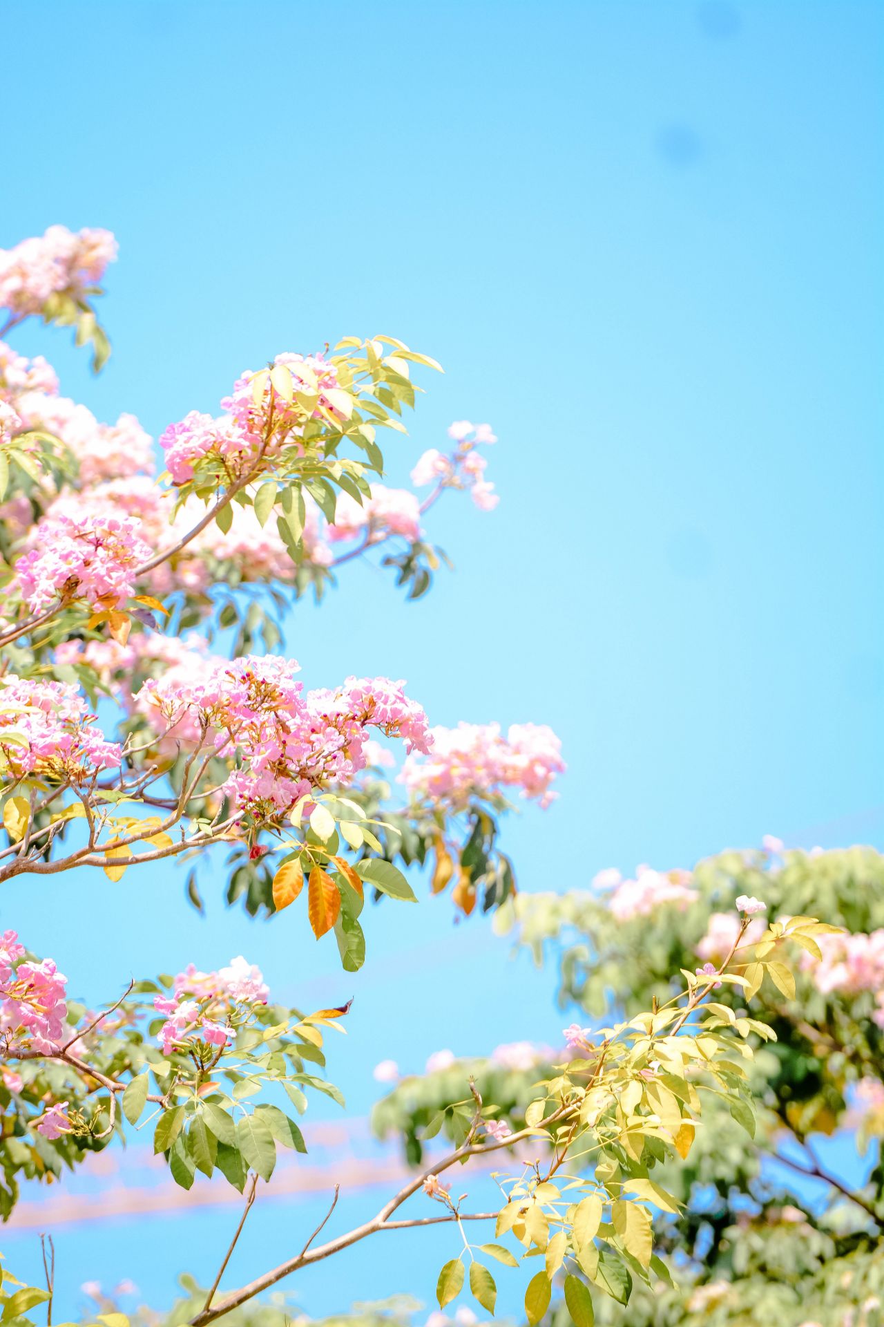 ބަހާރު މޫސުމުގެ ރީތިކަން ހުޅުމާލެއަށް