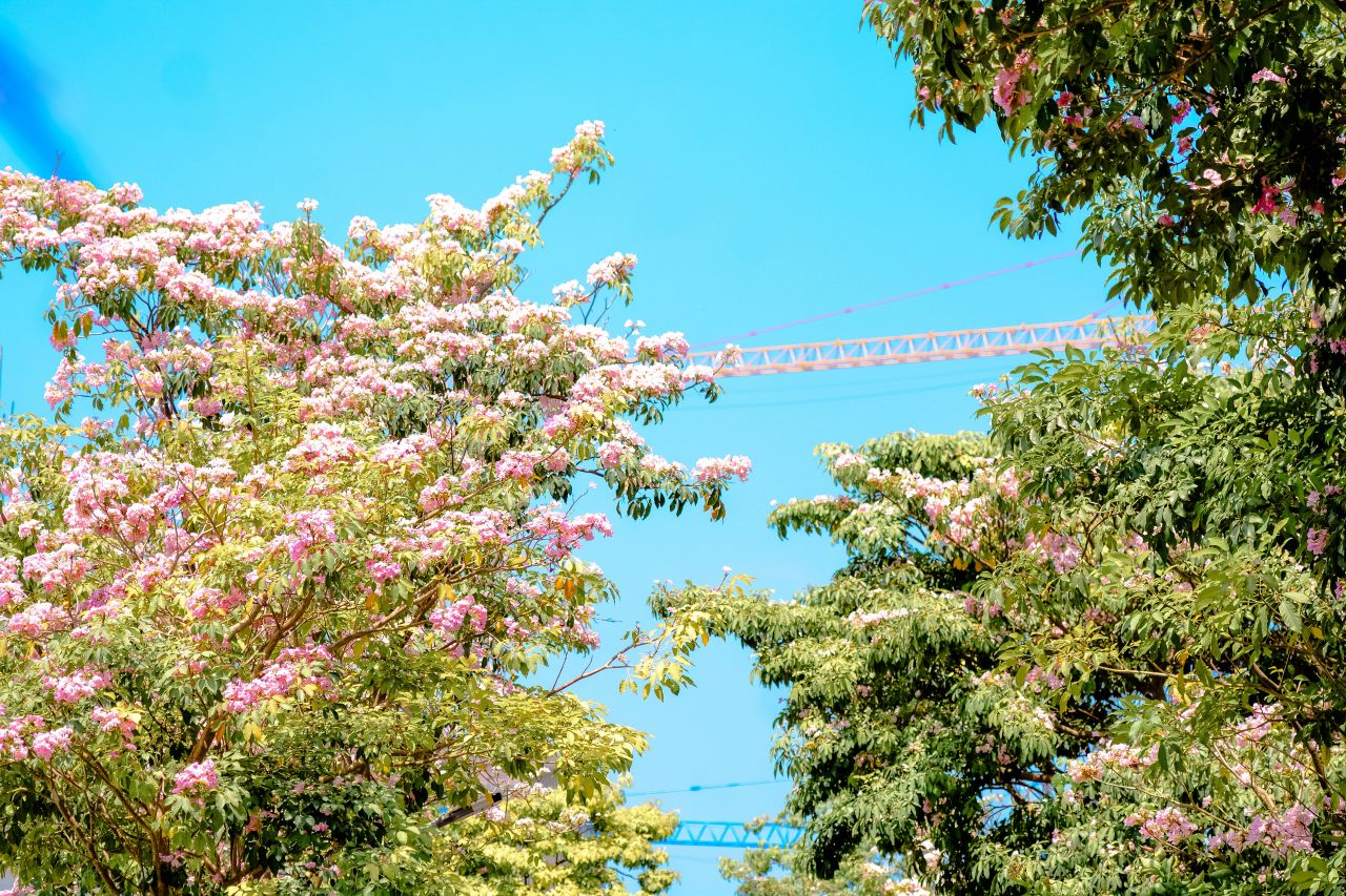 ބަހާރު މޫސުމުގެ ރީތިކަން ހުޅުމާލެއަށް