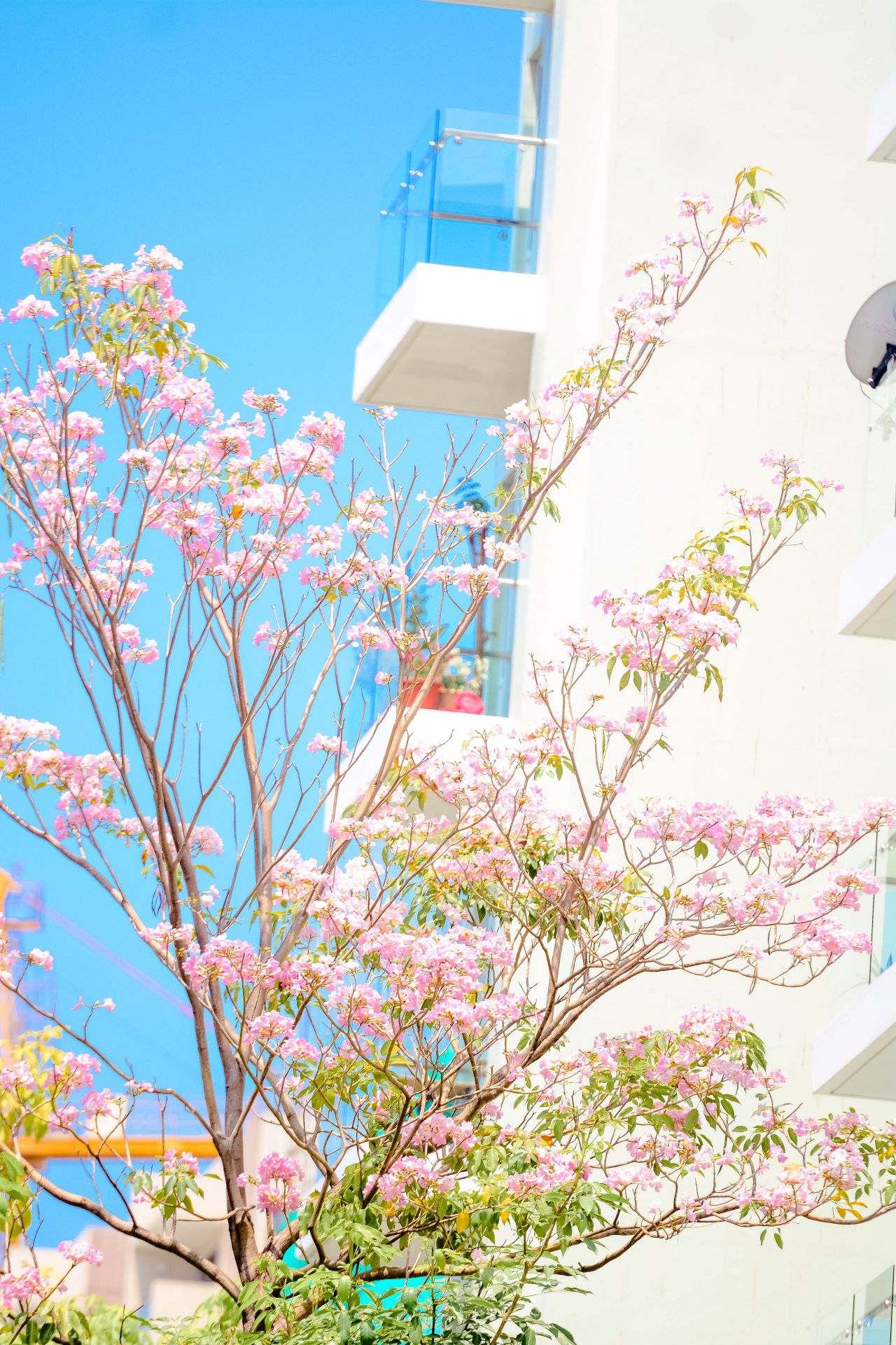 ބަހާރު މޫސުމުގެ ރީތިކަން ހުޅުމާލެއަށް