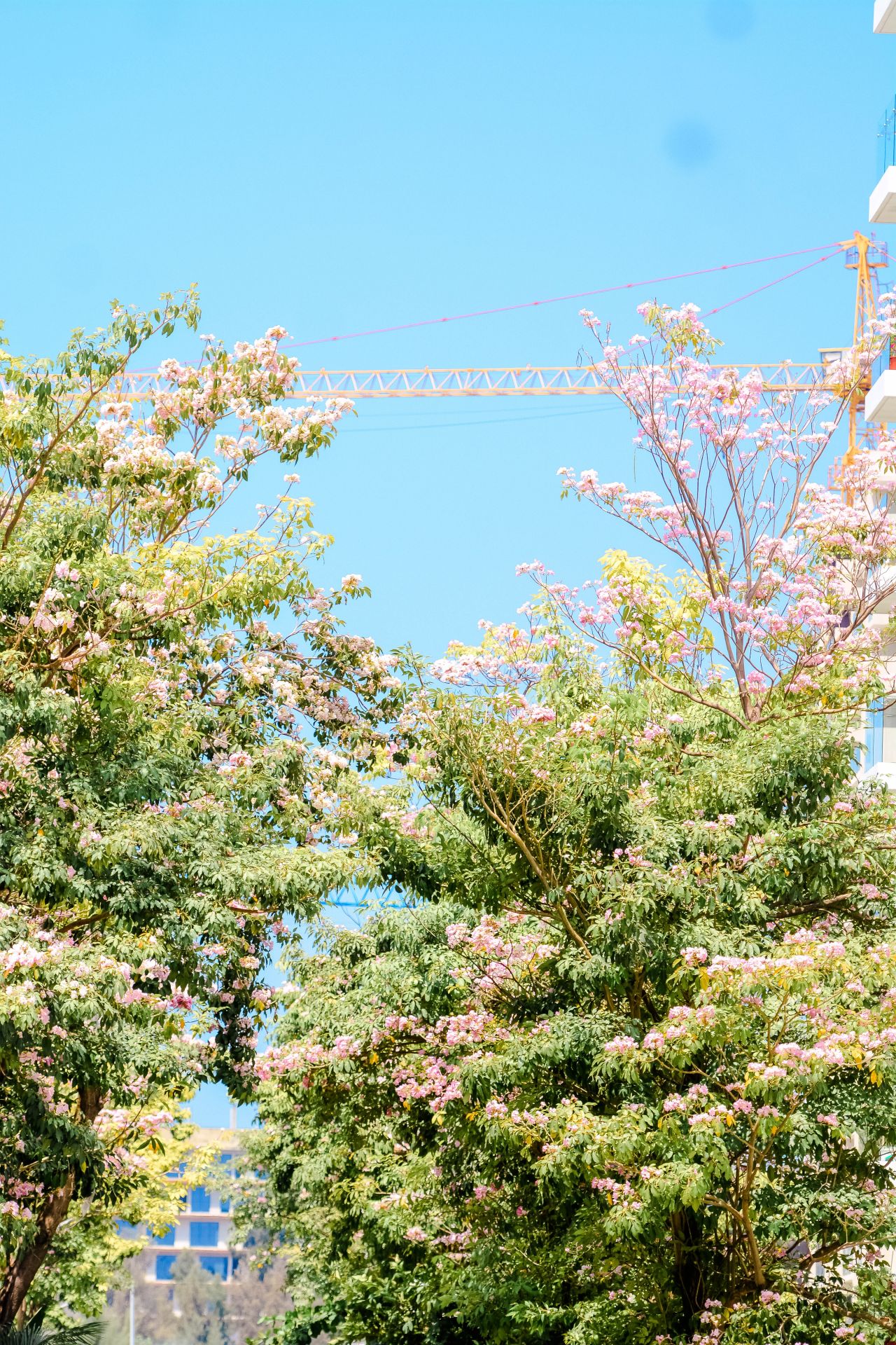 ބަހާރު މޫސުމުގެ ރީތިކަން ހުޅުމާލެއަށް