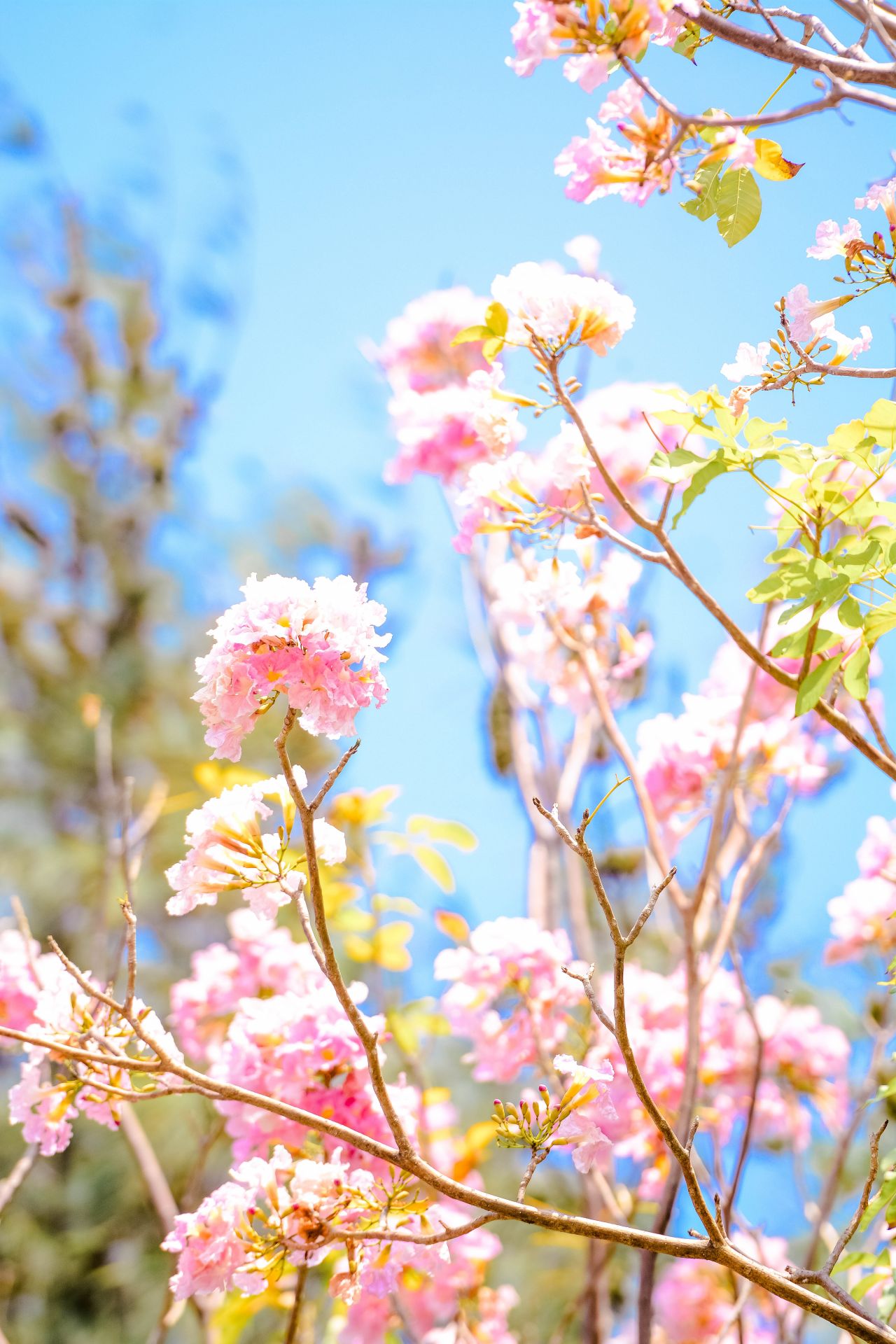 ބަހާރު މޫސުމުގެ ރީތިކަން ހުޅުމާލެއަށް