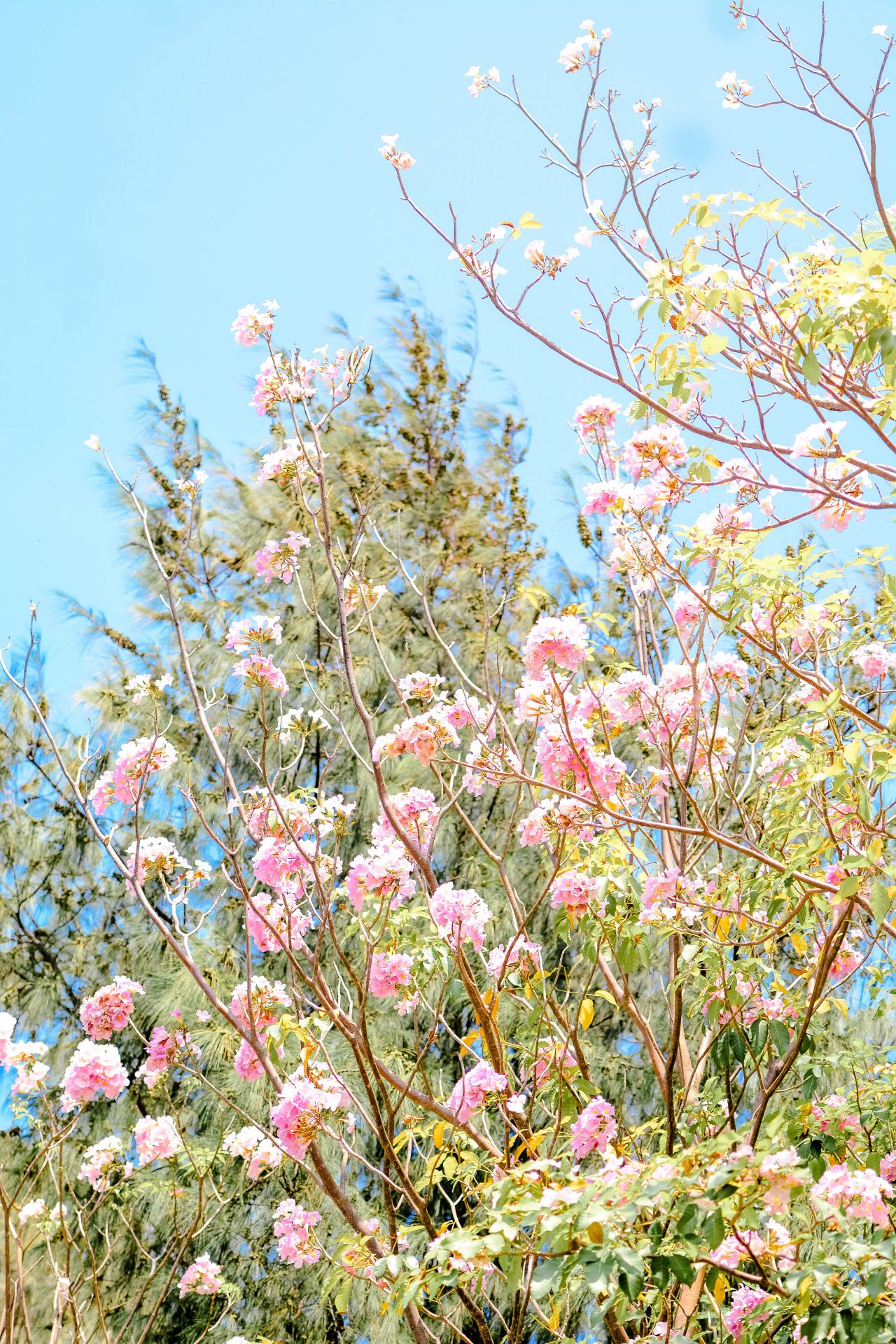 ބަހާރު މޫސުމުގެ ރީތިކަން ހުޅުމާލެއަށް