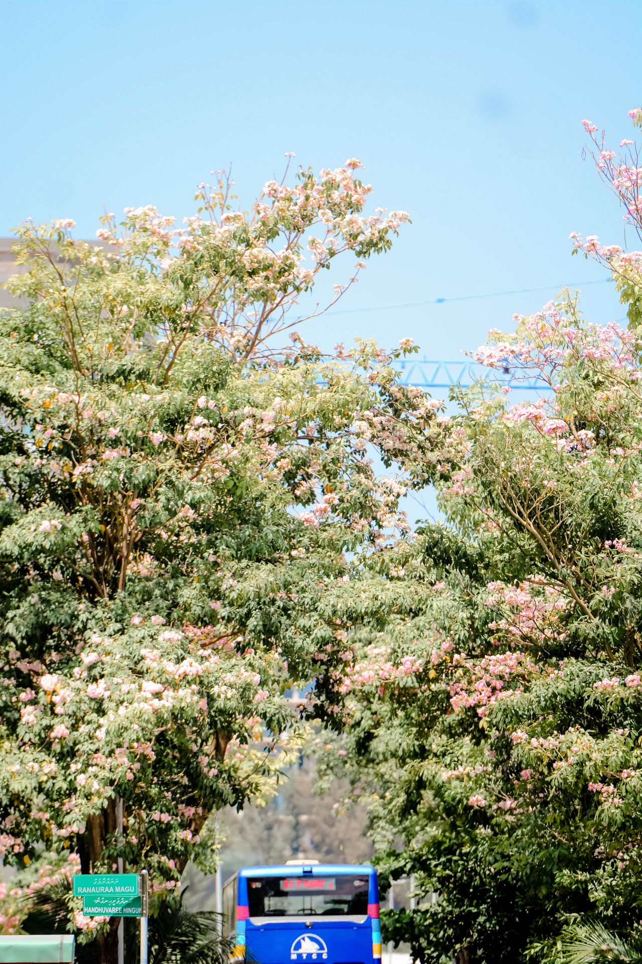 ބަހާރު މޫސުމުގެ ރީތިކަން ހުޅުމާލެއަށް