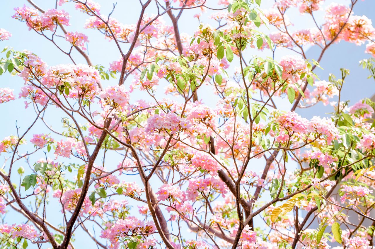 ބަހާރު މޫސުމުގެ ރީތިކަން ހުޅުމާލެއަށް