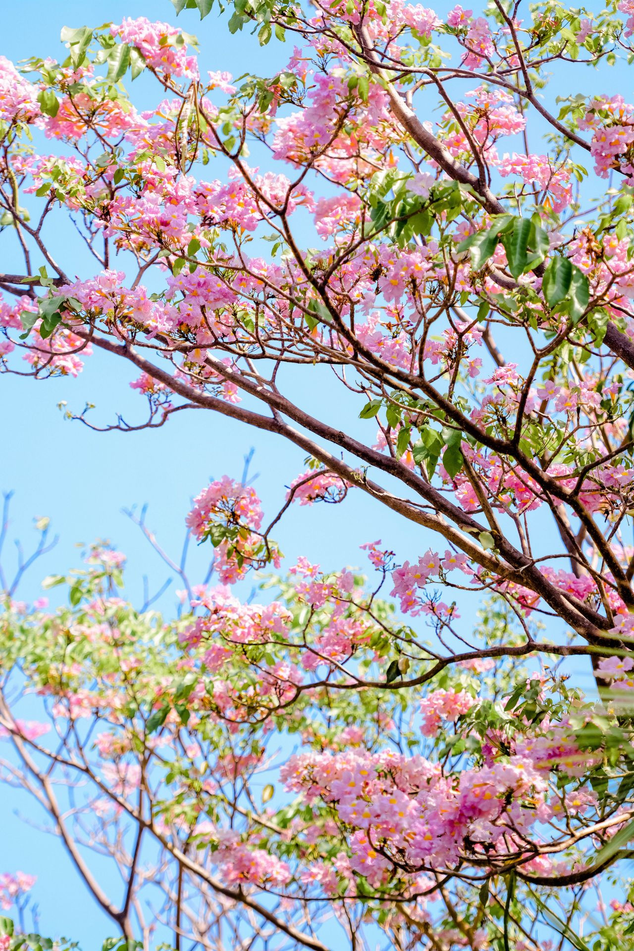 ބަހާރު މޫސުމުގެ ރީތިކަން ހުޅުމާލެއަށް