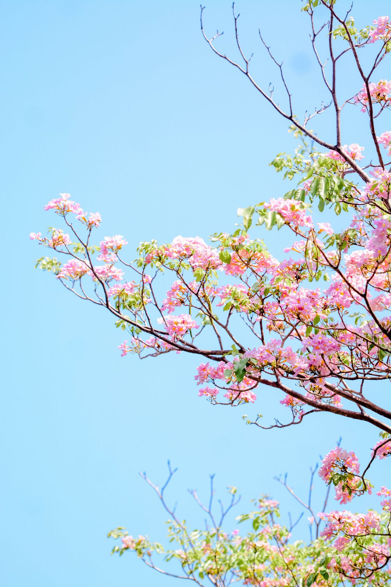 ބަހާރު މޫސުމުގެ ރީތިކަން ހުޅުމާލެއަށް