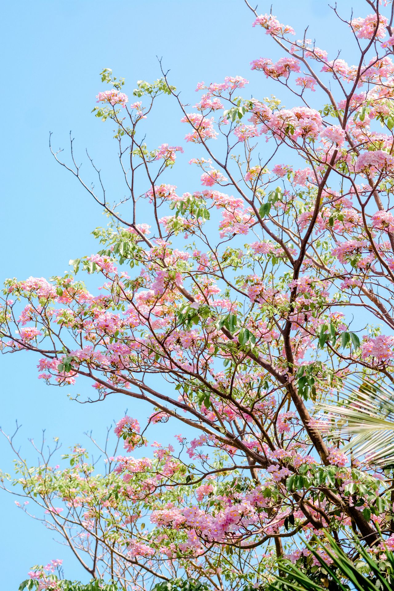 ބަހާރު މޫސުމުގެ ރީތިކަން ހުޅުމާލެއަށް