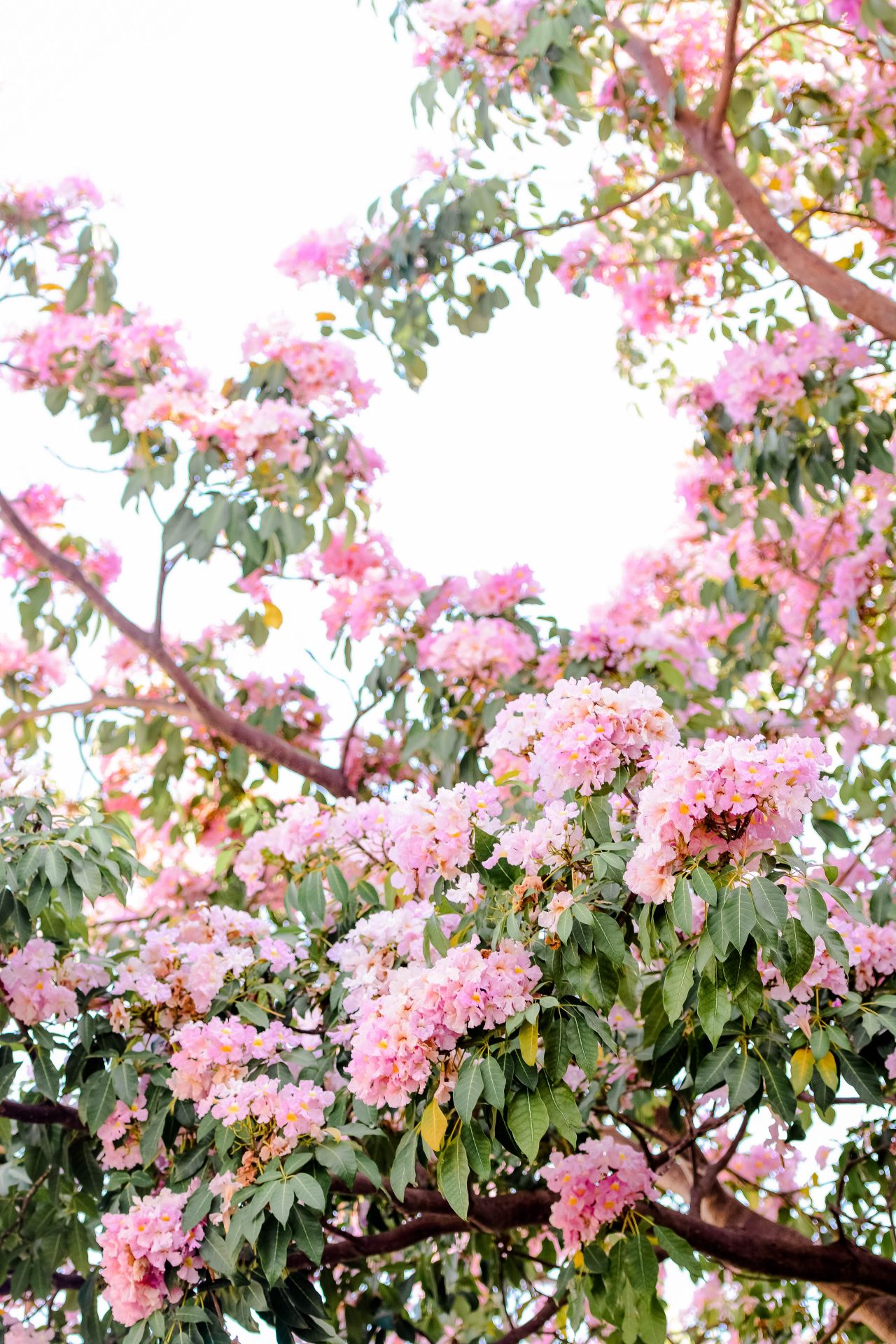 ބަހާރު މޫސުމުގެ ރީތިކަން ހުޅުމާލެއަށް