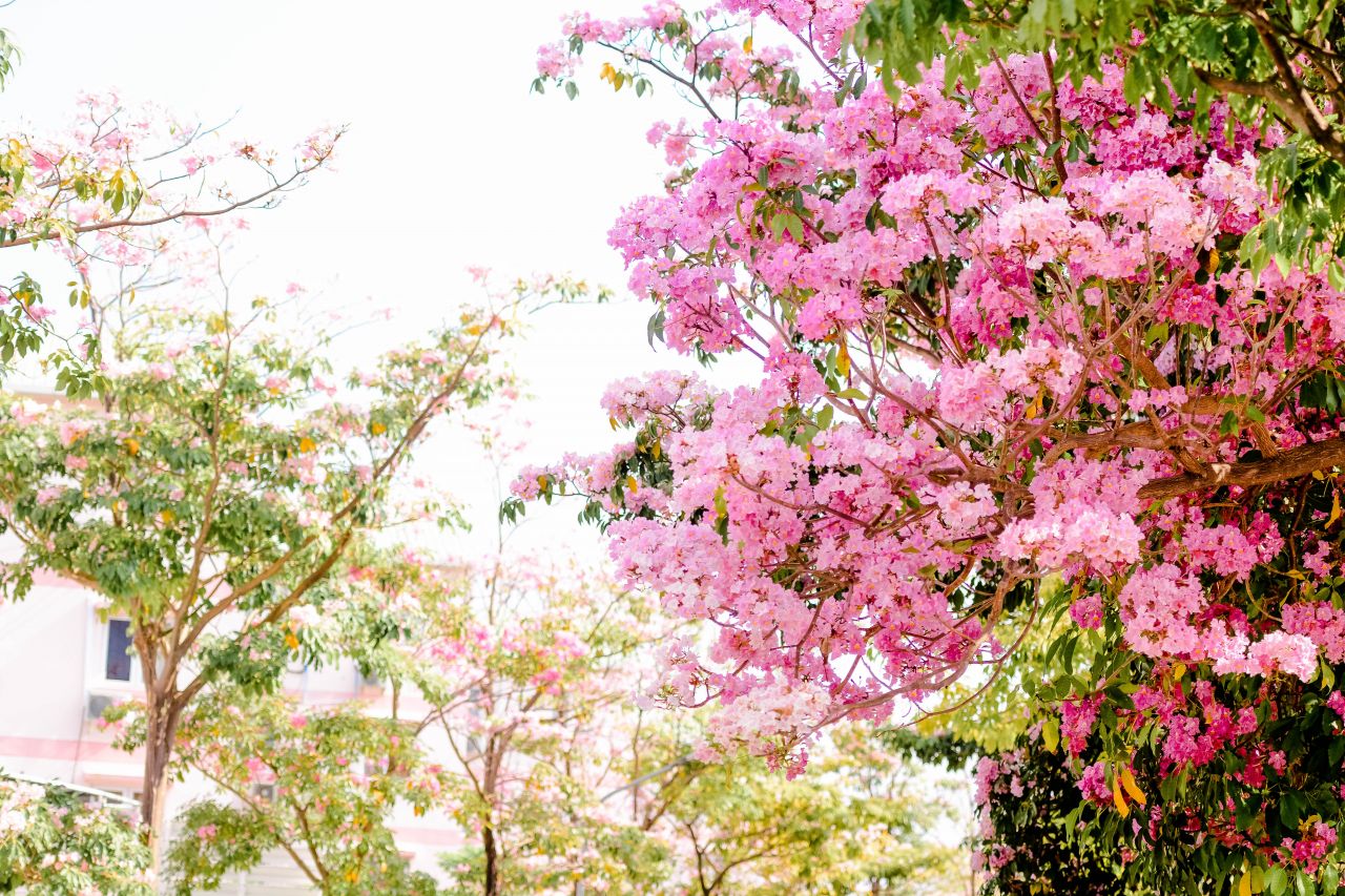 ބަހާރު މޫސުމުގެ ރީތިކަން ހުޅުމާލެއަށް