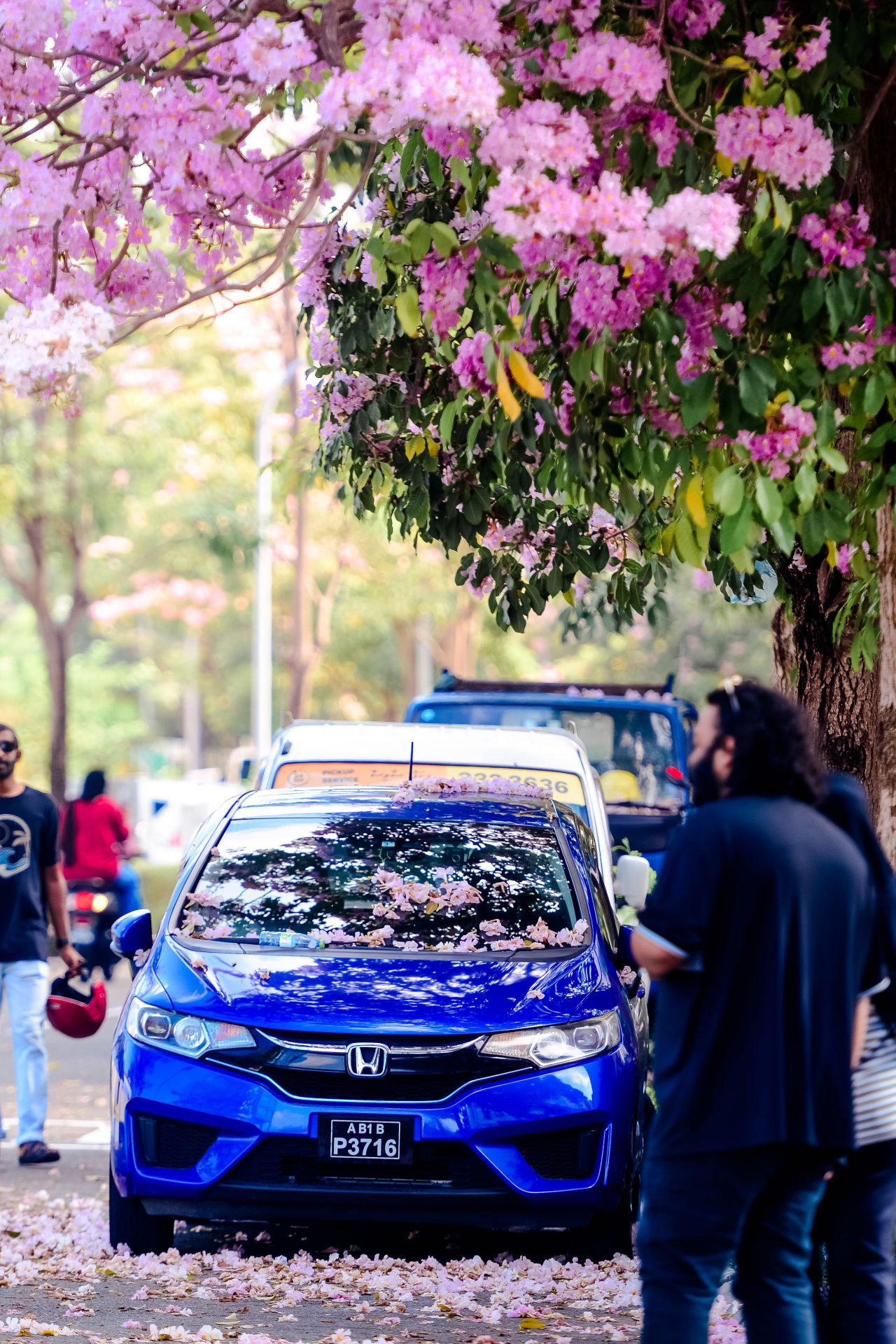 ބަހާރު މޫސުމުގެ ރީތިކަން ހުޅުމާލެއަށް