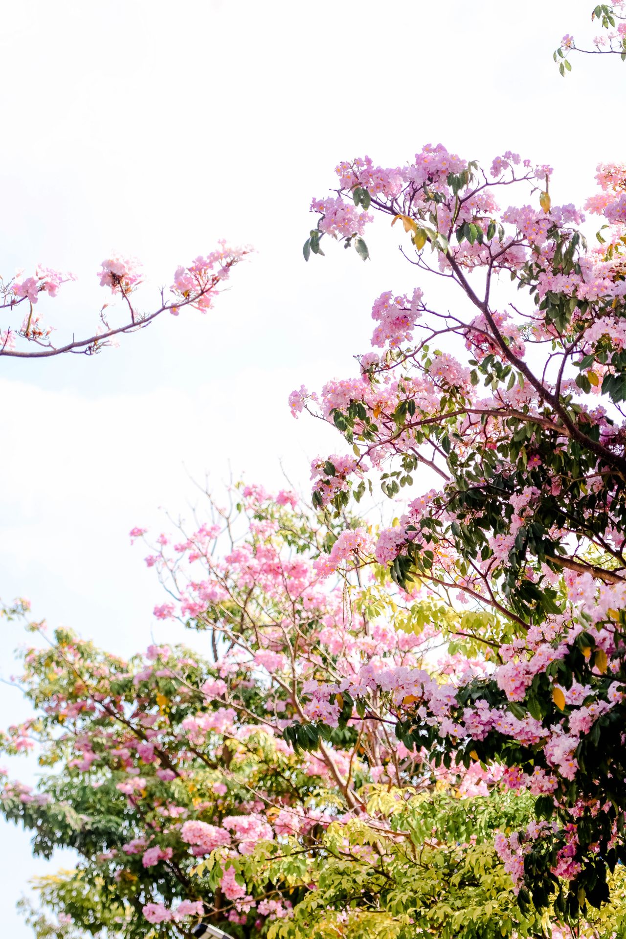 ބަހާރު މޫސުމުގެ ރީތިކަން ހުޅުމާލެއަށް