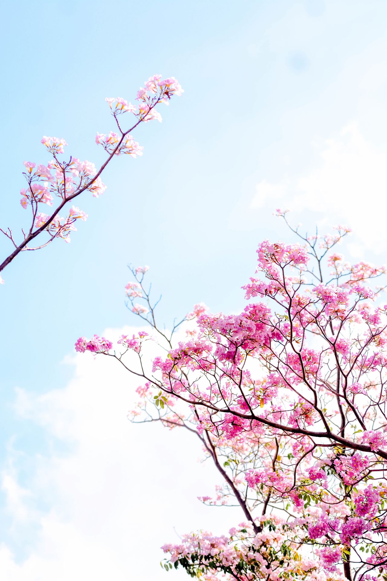 ބަހާރު މޫސުމުގެ ރީތިކަން ހުޅުމާލެއަށް