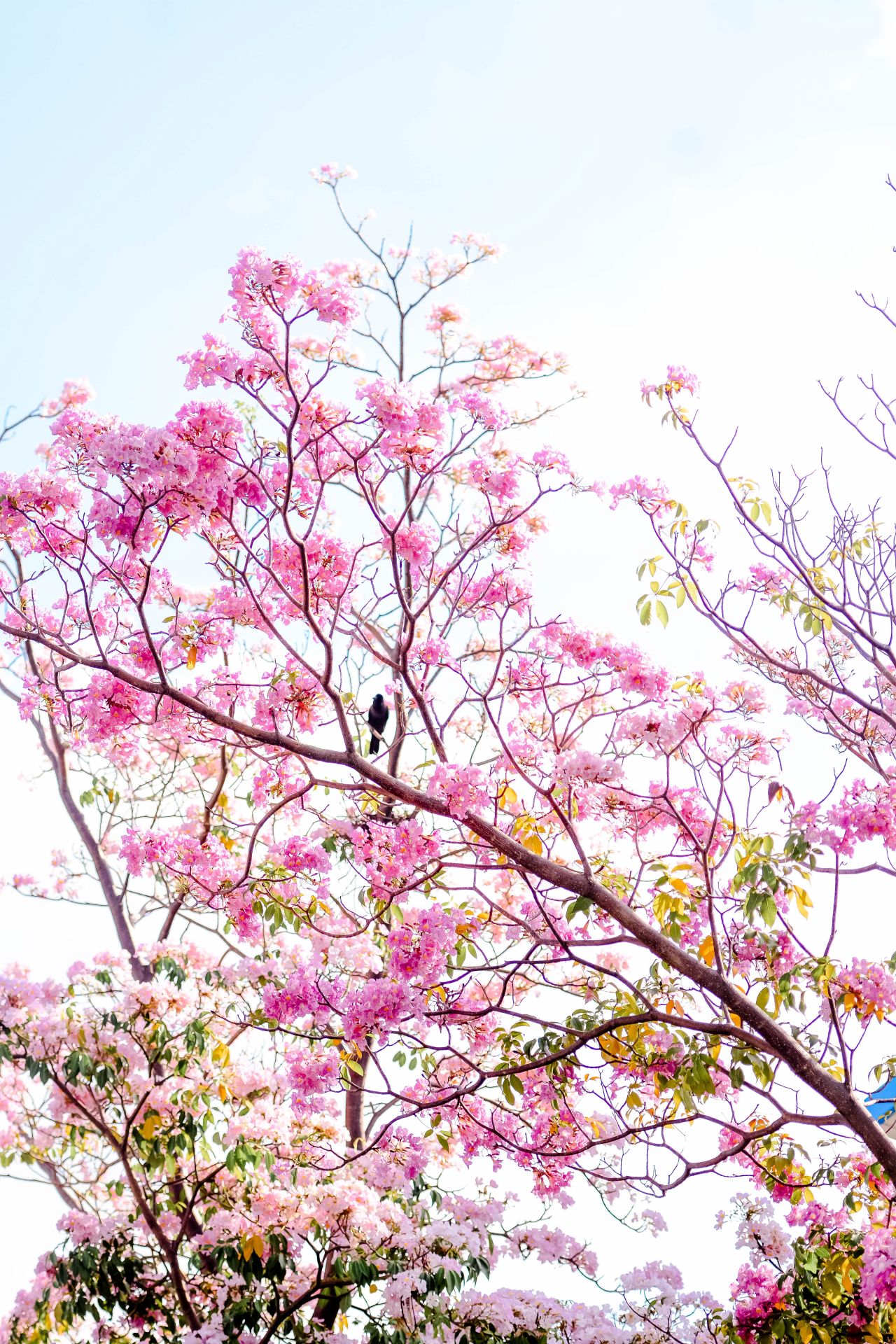 ބަހާރު މޫސުމުގެ ރީތިކަން ހުޅުމާލެއަށް