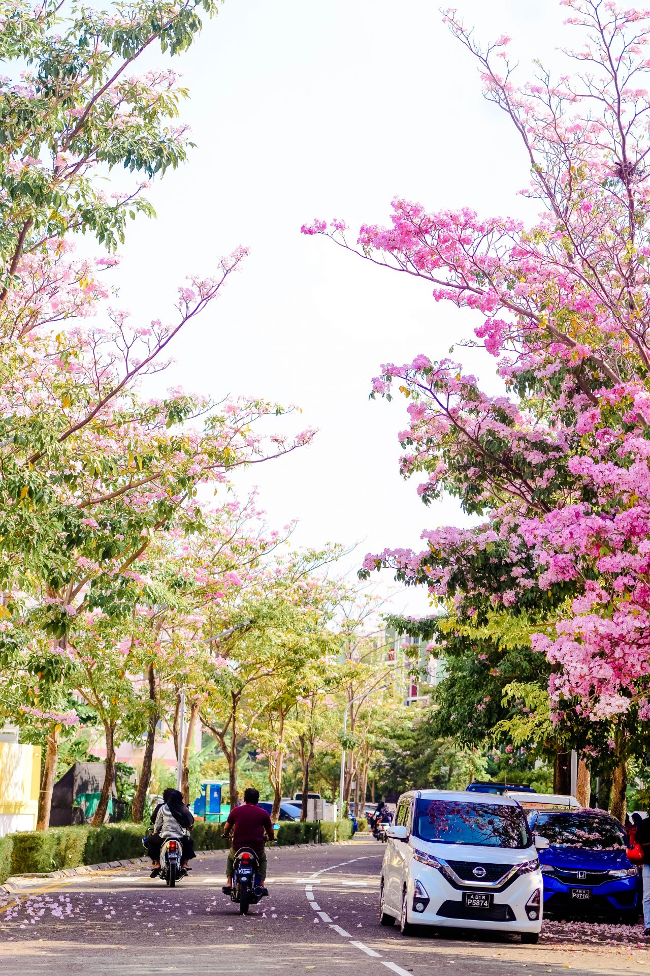 ބަހާރު މޫސުމުގެ ރީތިކަން ހުޅުމާލެއަށް