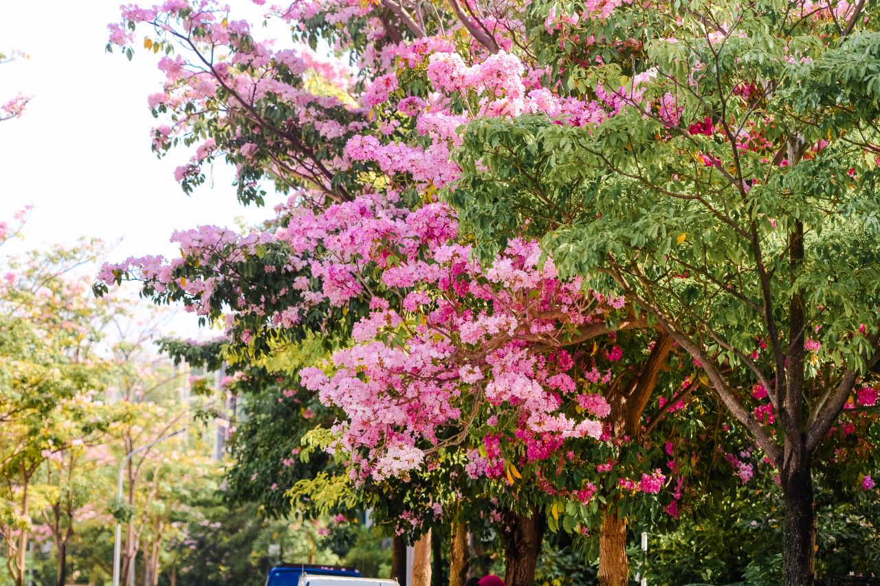 ބަހާރު މޫސުމުގެ ރީތިކަން ހުޅުމާލެއަށް