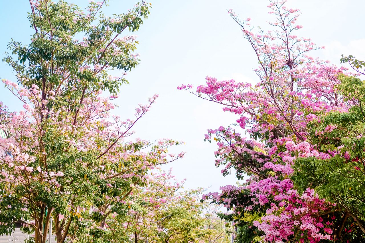 ބަހާރު މޫސުމުގެ ރީތިކަން ހުޅުމާލެއަށް