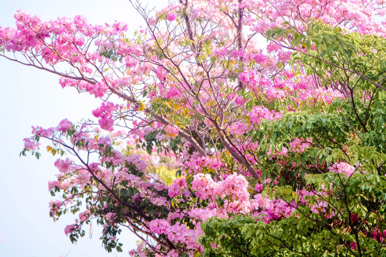 ބަހާރު މޫސުމުގެ ރީތިކަން ހުޅުމާލެއަށް