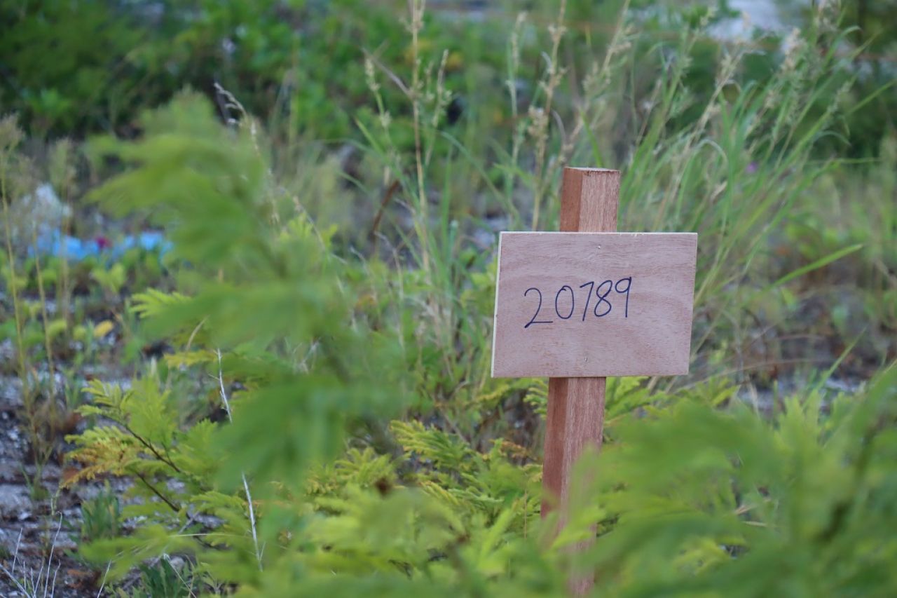 ހުޅުމާލެ ފޭސް2 އިން ގޯތި ލިބުނު މީހުންނަށް ރަޖިސްޓްރީ ހަވާލުކޮށް ބިން ކެނޑުން