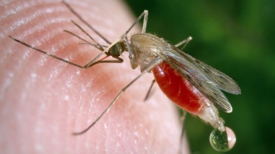 Malaria nathalan faidhigumakunu viha