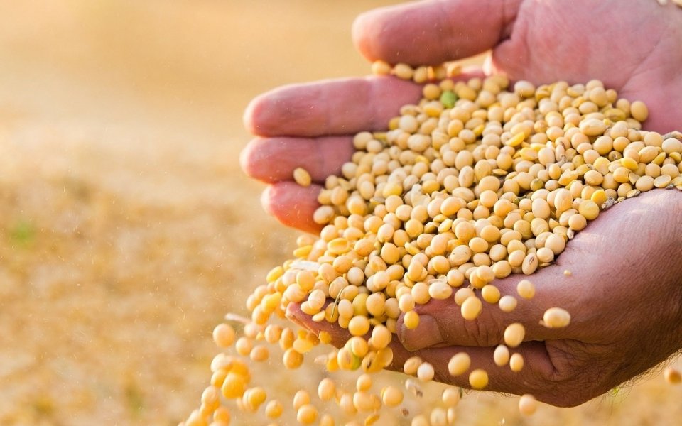 Pakistan Gasleak: 14 meehun maruvi soybean kundige asarukoggen 
