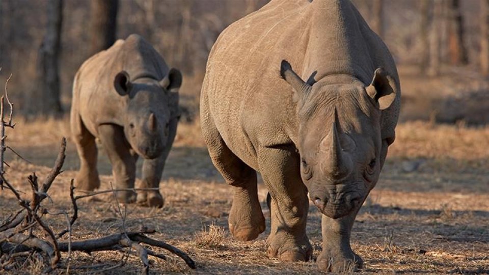 Dhuniyagai oith emme muskulhi Rhino maruvejje