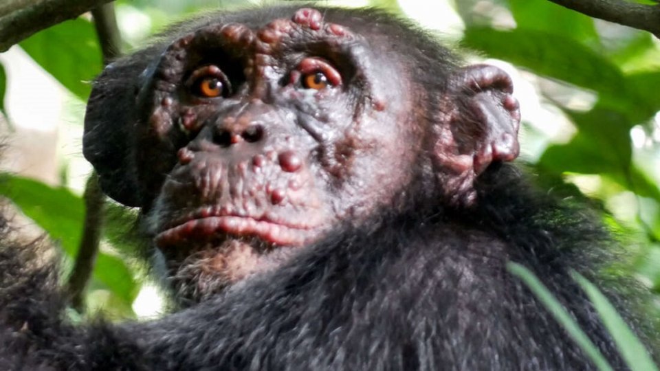 Chimpanzee ge baavathakun juzaamu balee ge asaru fenijje