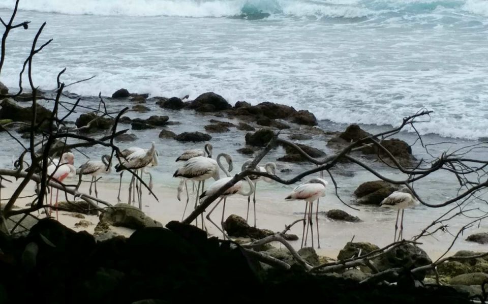 Flamingo hifaa hayyaru kuraa faraihthakaamedhu fiyavalhu alhaane kamuge inzaaru EPA in dheefi